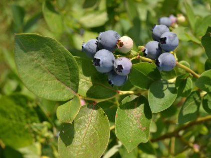 Čučoriedka kanadská ´ELIZABETH´ (1)