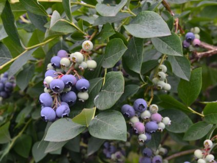 Čučoriedka kanadská ´LIBERTY®´ (1)