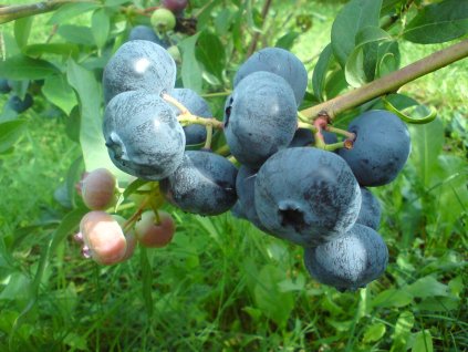 Čučoriedka kanadská ´NELSON´ (1)