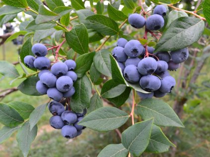 Čučoriedka kanadská ´SIERRA´ (1)