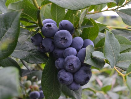 Čučoriedka kanadská ´SPARTAN´ (1)