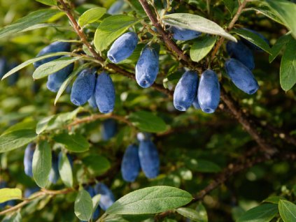 Zemolez kamčatský ´AURORA´ (1)