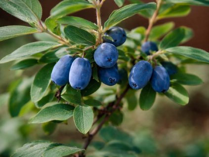 Zemolez kamčatský ´BOREAL BLIZZARD´PBR (1)