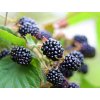 Ostružina černicová ´BLACK SATIN´ (1)