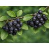 Arónia čiernoplodá ´NERO´ (1)