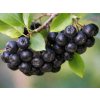 Arónia čiernoplodá ´VIKING´ (1)