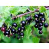 Ríbezľa čierna ´BALSGARD MARTIN´ (1)