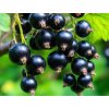 Ríbezľa čierna ´TITANIA´ (2)