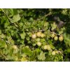 Egreš (Ribes uva crispa) ´PUSZKINSKIJ´ (1)