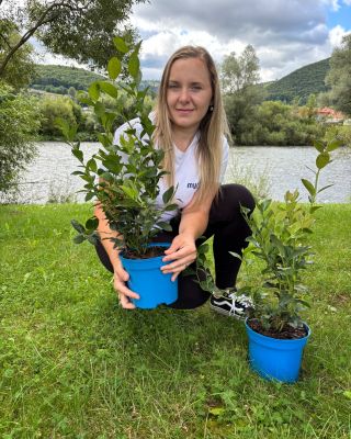 🍂 ČUČORIEDKY, BRUSNICE, MUCHOVNÍKY, ZEMOLEZY, MALINY, ČERNICE, RÍBEZLE – VŠETKO PRIPRAVENÉ NA JESENNÚ VÝSADBU🍂 Rastliny...