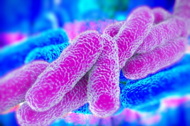 Legionella