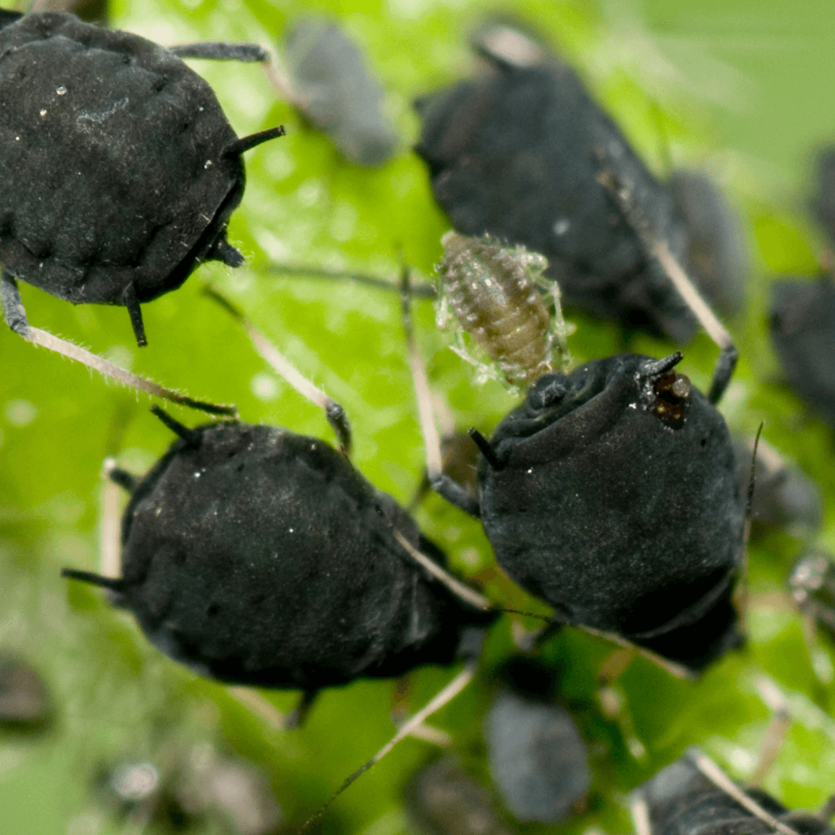 Bez chemie: Jak na mšice, svilušky a padlí v okrasné i jedlé zahradě