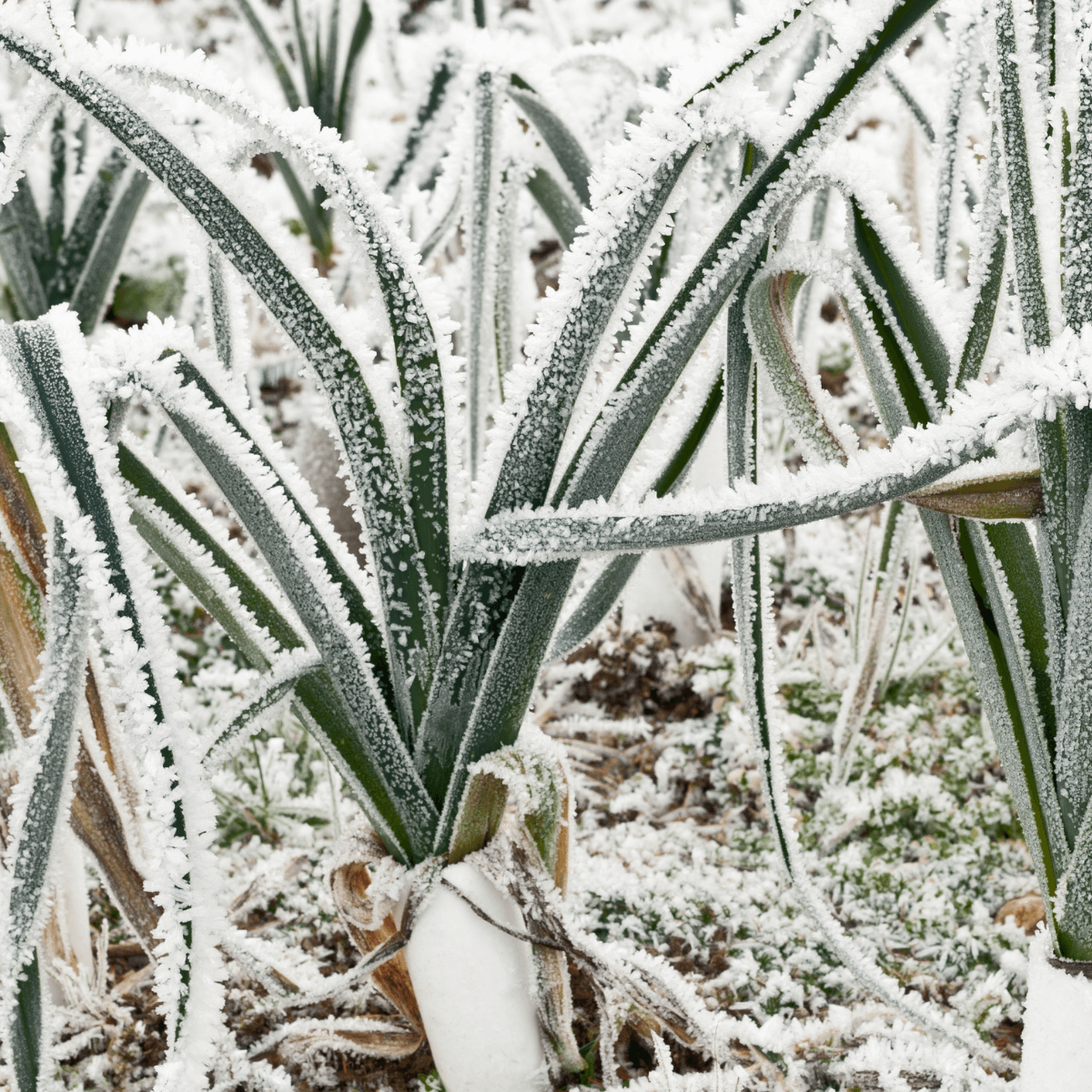 Zimní ochrana rostlin