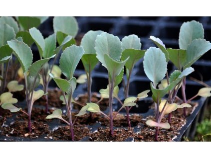 2000000001586 shopready