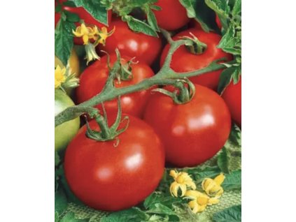 Snímek obrazovky 2025 11 10 v 10.51.54