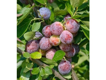 2000000001005 shopready