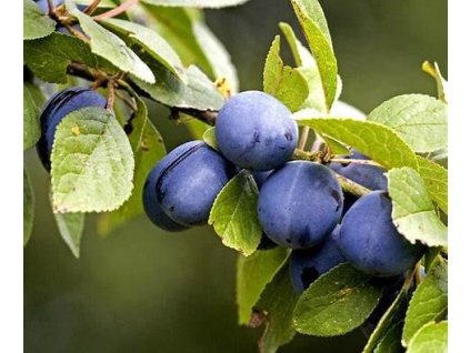 2000000003283 shopready