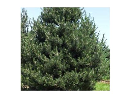 6c458baf 2180 55ed 9ef8 cd16e754098e