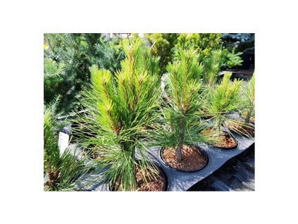 e3f562db c215 5f9c 8d39 9fc2d6eb83d1