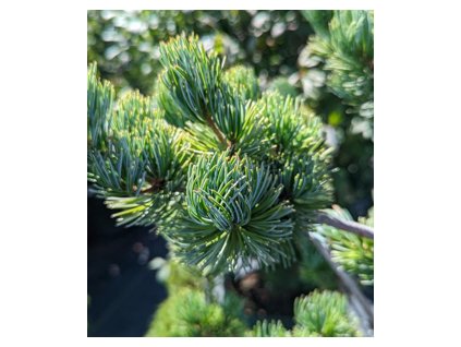 8d414533 b684 5f12 8feb 5b1629789569