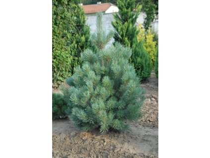 Pinus sylvestris Watereri