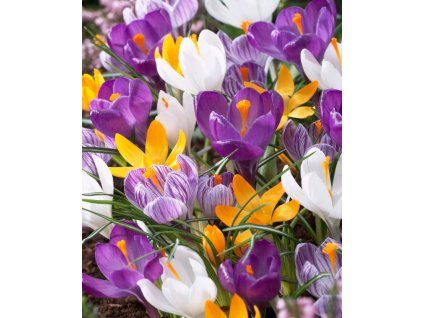 crocus royal mix a