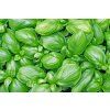 Bazalka pravá GENOVESE  semena 0,3 g