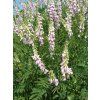 Galega officinalisUME
