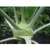 Brassica oleracea var. gongylodes