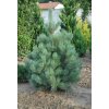 Pinus sylvestris Watereri