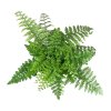 18202 1 asplenium parvati mother fern leaves 1200x