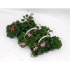 Pelragonium peltatum jednoduché 10 pack