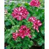 pelargonium double bicolor magenta 3