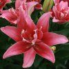 Lilium Double Lady 0014867 30674
