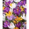 crocus royal mix a
