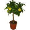 citronovnik limone rosso 1608 1605