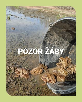 🐸Jarní putování začíná - obojživelníci putují do rodného rybníku na námluvy a nakladení vajíček 🐸 Od roku 2021 společně s...