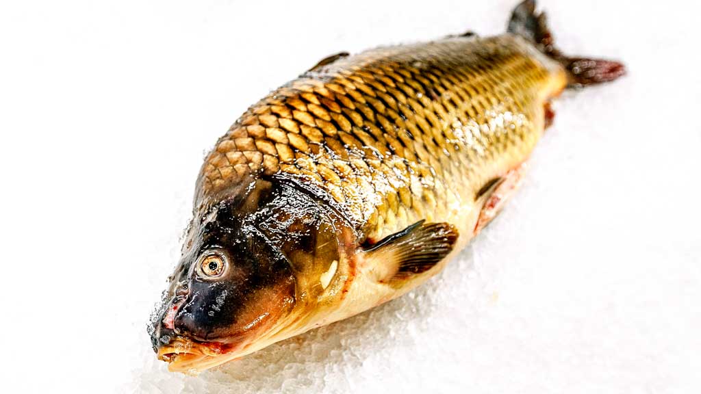 Vánoční kapr - jednička mezi rybami!