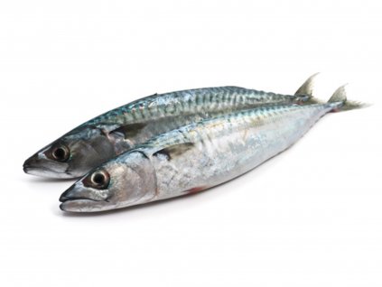 Makrela obecná 300-500 g