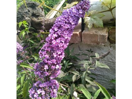 osa 001 motyli ker border beauty 1