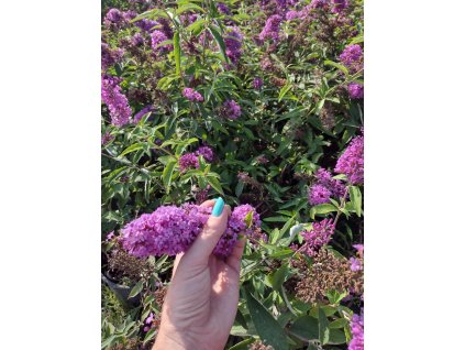 Messenger creation 9d1bcb49 53fc 43cc 9966 bd5e53c5d1b8