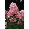 Hortenzie Fraise melba