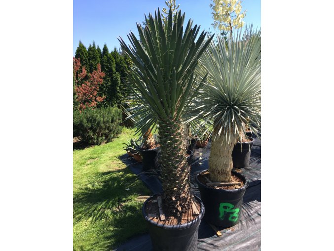 Yucca Filifera Australis-10°C - 15°C - výška v dospělosti   mezí 8 - 10 m