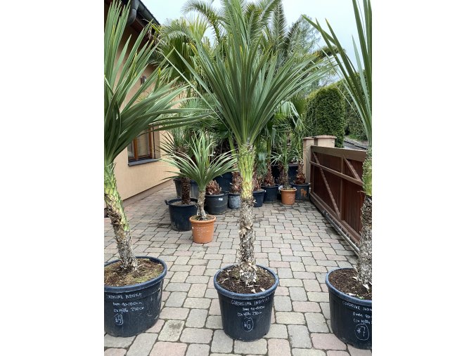 Cordyline australis - Dracaena (Dračenka)