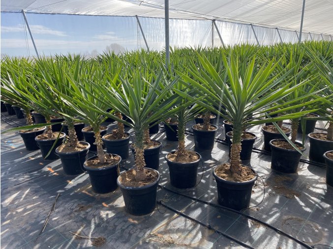 Yucca Elephantipes gigantea