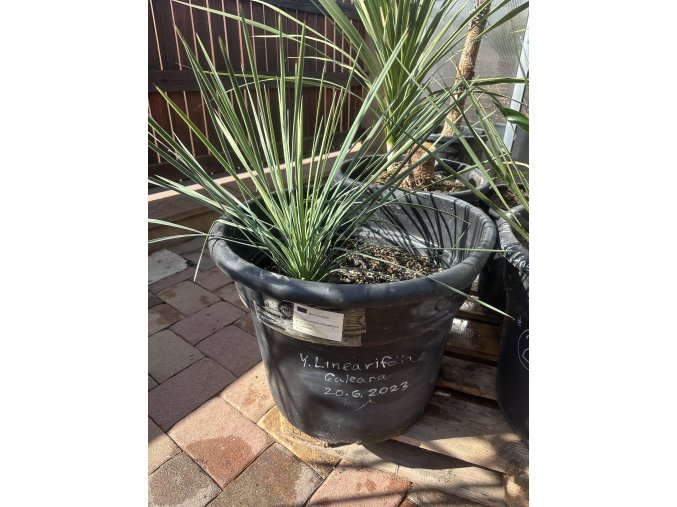 Yucca Linearifolia - Galeana - Modrá forma