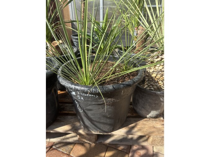 Yucca Linearifolia - Saltillo - zelená forma