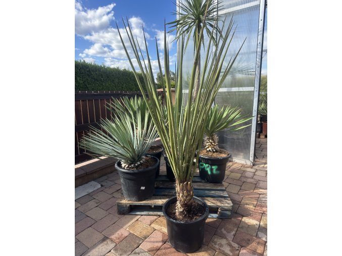 Yucca Torreyi