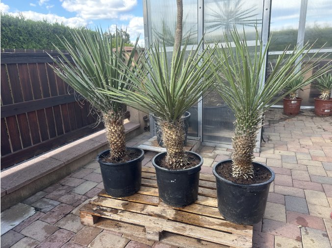 Yucca Potosina