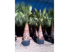 Washingtonia robusta -4°C / -8°C